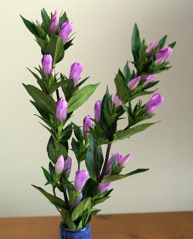 自分が使った花材事典 リンドウ 紫 新 花の情報局のblog