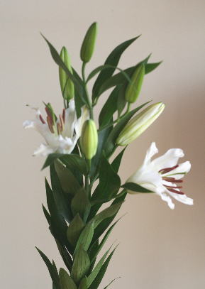 自分が使った花材事典 オリエンタル系ユリ 白 多分 シベリア 新 花の情報局のblog