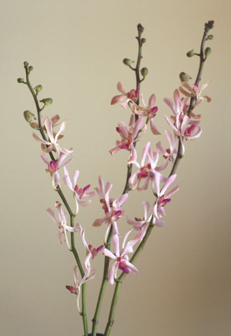 自分が使った花材事典 アランダ 新 花の情報局のblog