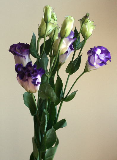 自分が使った花材事典 トルコキキョウ 紫フチ 新 花の情報局のblog