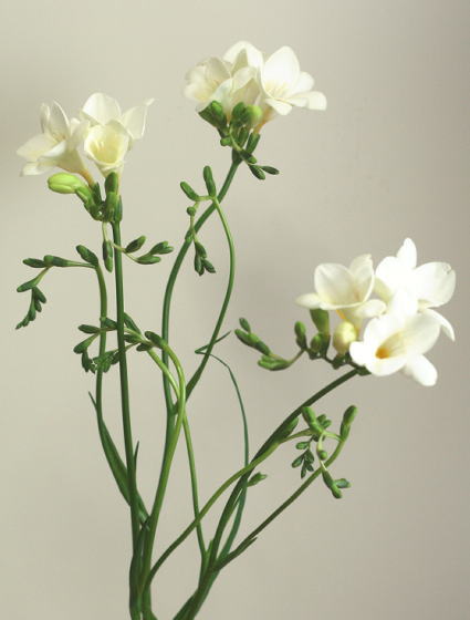 自分が使った花材事典 フリージア 白 大輪 新 花の情報局のblog