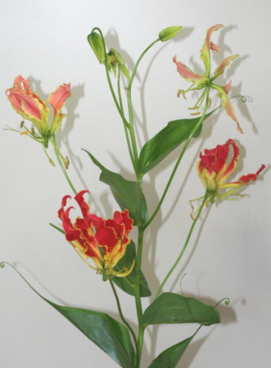 自分が使った花材事典 グロリオーサ 新 花の情報局のblog