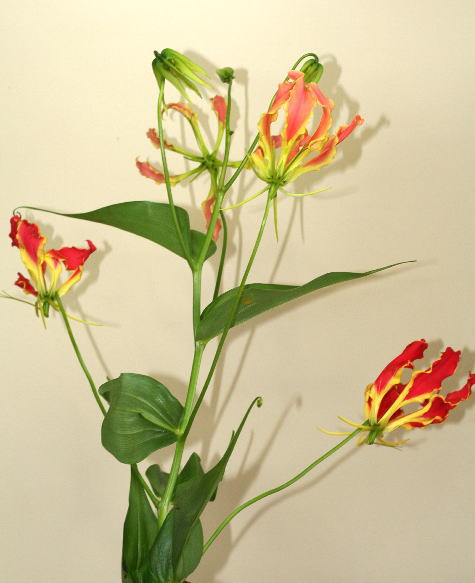 自分が使った花材事典 グロリオーサ 新 花の情報局のblog