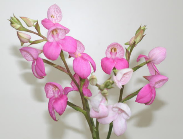 自分が使った花材事典 ラン 品種不明 新 花の情報局のblog
