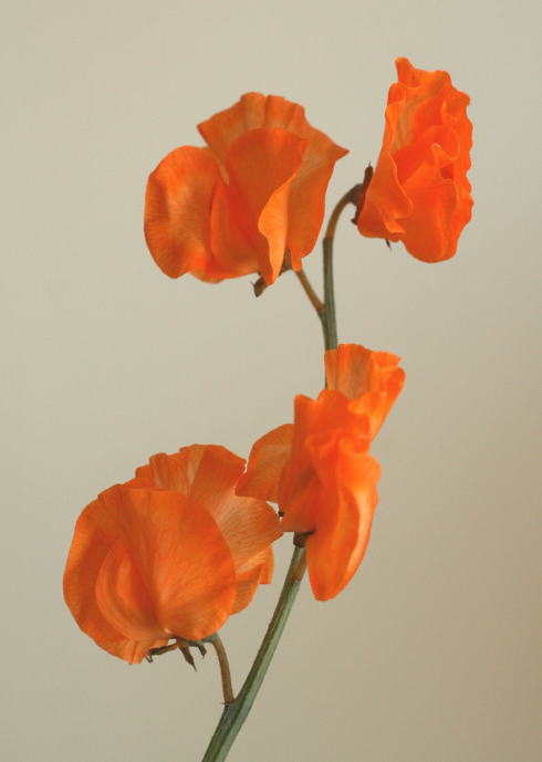 自分が使った花材事典 スイートピー オレンジ 新 花の情報局のblog
