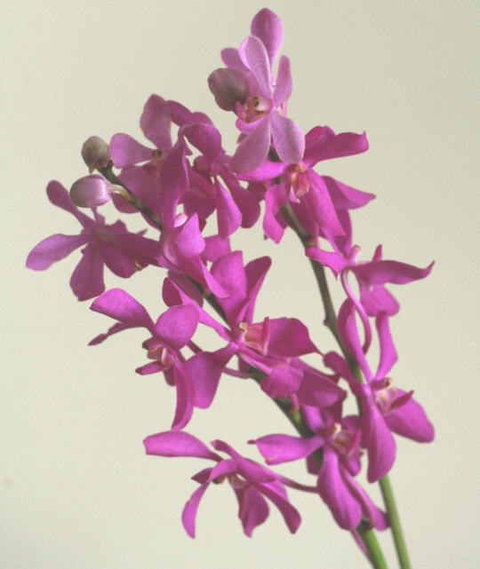 自分が使った花材事典 モカラ 新 花の情報局のblog