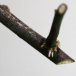 Thumbnail of post image 038