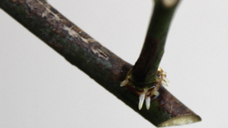 Thumbnail of post image 077