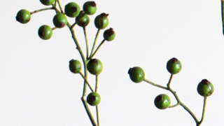 Thumbnail of post image 007