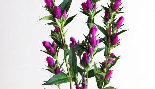 Thumbnail of post image 185