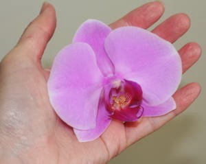 胡蝶蘭の花をハイターで漂白実験