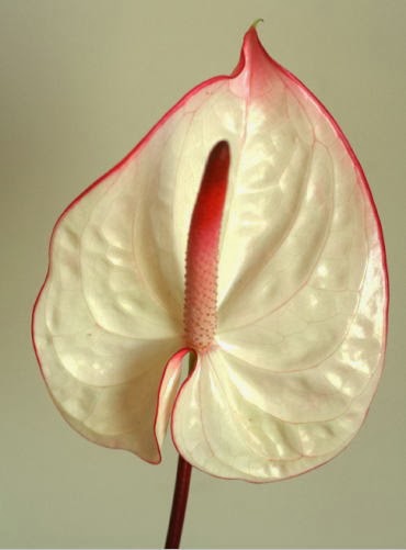 自分が使った花材事典 アンスリウム 多分 ファンタジア 新 花の情報局のblog