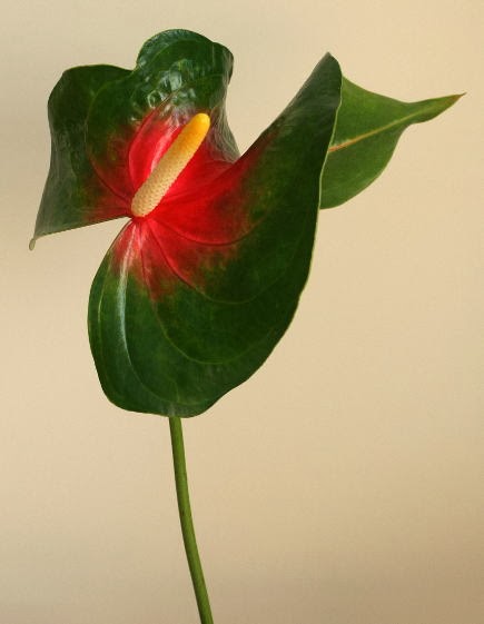 自分が使った花材事典 アンスリウム 複色 赤 緑 新 花の情報局のblog