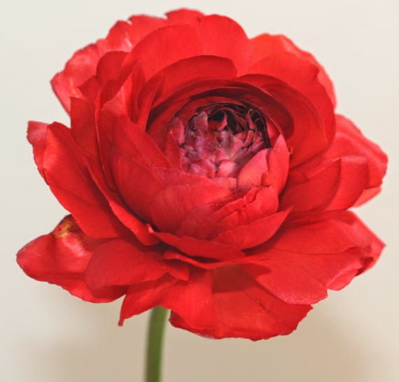 自分が使った花材事典 ラナンキュラス 赤 新 花の情報局のblog