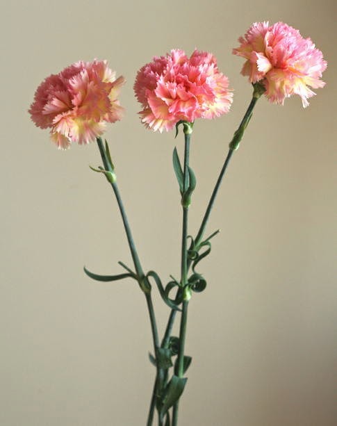 自分が使った花材事典 カーネーション ピンク 黄 新 花の情報局のblog