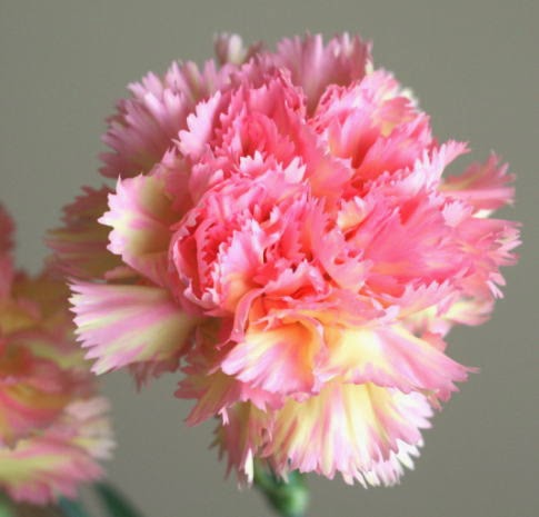 自分が使った花材事典 カーネーション ピンク 黄 新 花の情報局のblog