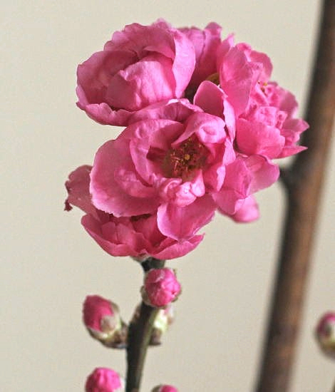 自分が使った花材事典：桃 | 新・花の情報局のblog