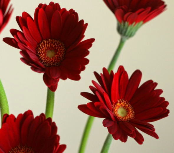 自分が使った花材事典 ガーベラ 赤 新 花の情報局のblog