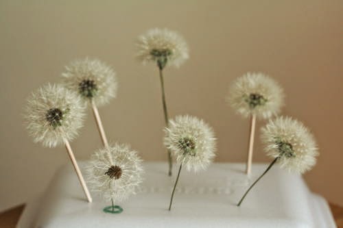たんぽぽ綿毛のドライフラワーの作り方 新 花の情報局のblog