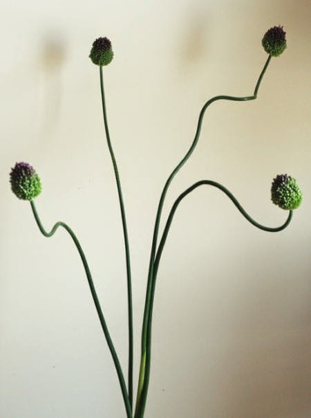 自分が使った花材事典 丹頂アリウム 新 花の情報局のblog