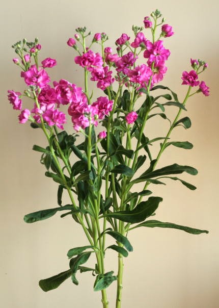 自分が使った花材事典 スプレーストック 濃ピンク 新 花の情報局のblog