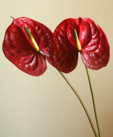 自分が使った花材事典 アンスリウム 茶 新 花の情報局のblog