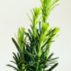 Thumbnail of related posts 157