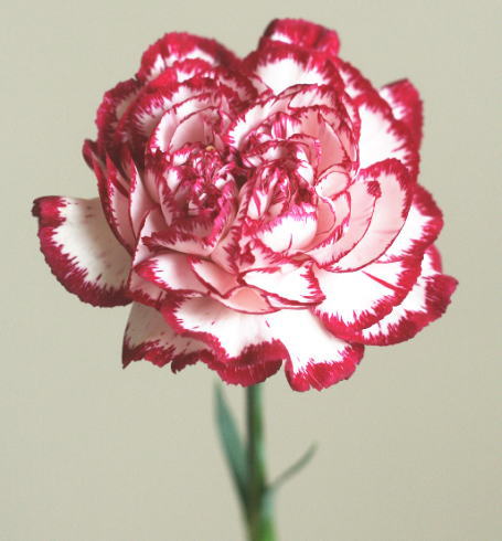 自分が使った花材事典：カーネーション（紫フチ） | 新・花の情報局のblog