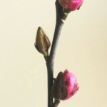 Thumbnail of post image 052