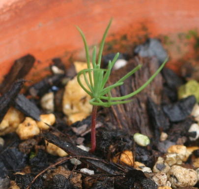 黒松の茎