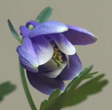 オダマキ（紫）