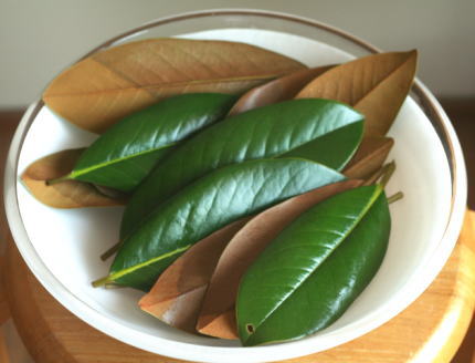 タイサンボクの葉