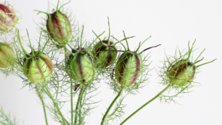 Thumbnail of post image 181