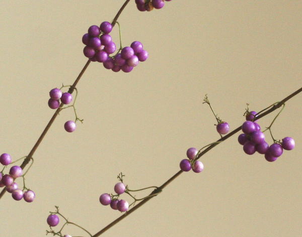 ムラサキシキブ