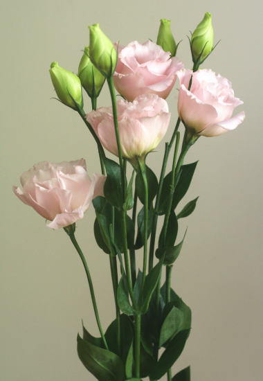 自分が使った花材事典 トルコキキョウ 薄ピンク 新 花の情報局のblog