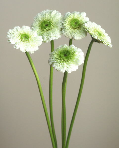 自分が使った花材事典：ガーベラ（白 八重） | 新・花の情報局のblog
