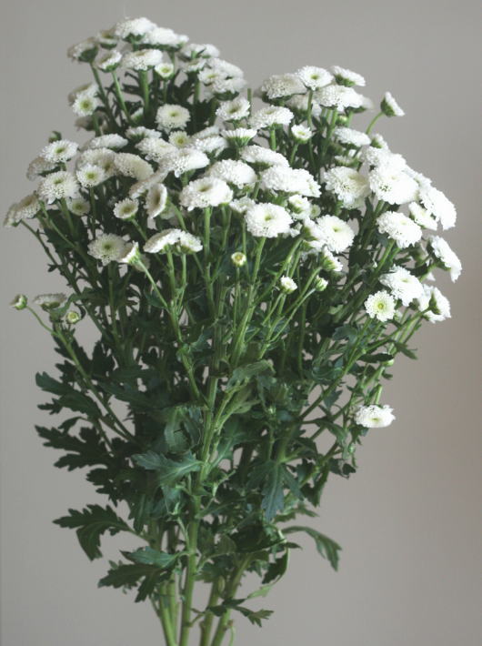 自分が使った花材事典 スプレー菊 白 ポンポン咲き 新 花の情報局のblog