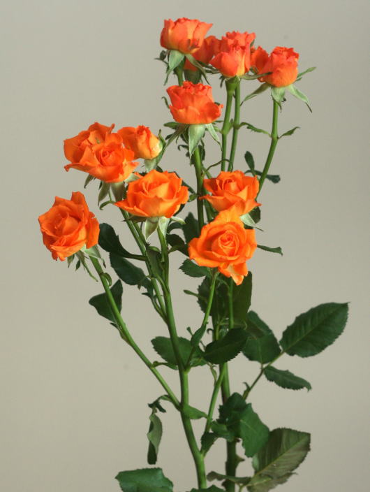 自分が使った花材事典：スプレーバラ（オレンジ） | 新・花の情報局のblog