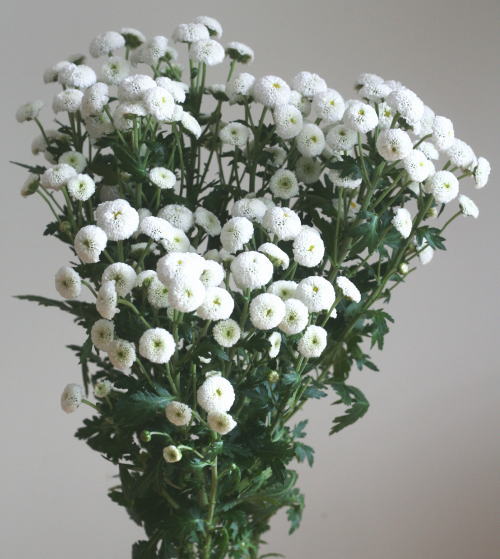 自分が使った花材事典 豆菊 スプレー菊 白 新 花の情報局のblog