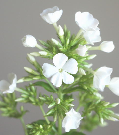 自分が使った花材事典 フロックス 新 花の情報局のblog