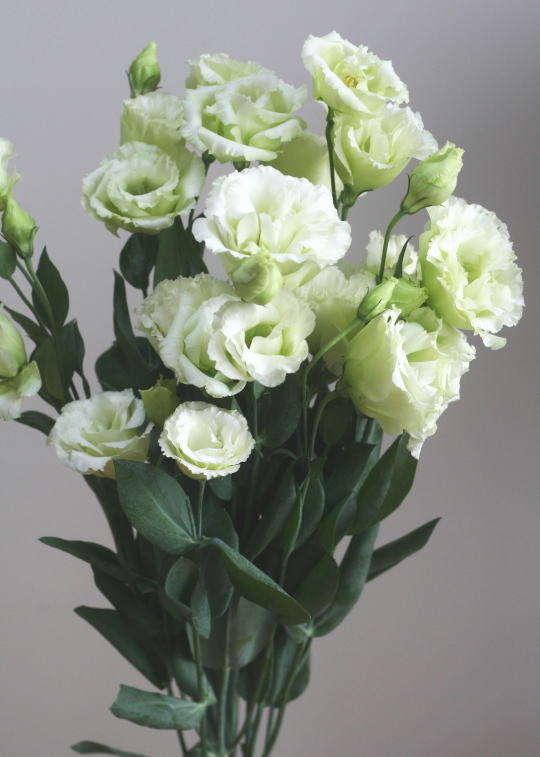自分が使った花材事典 トルコキキョウ 白グリーン 新 花の情報局のblog