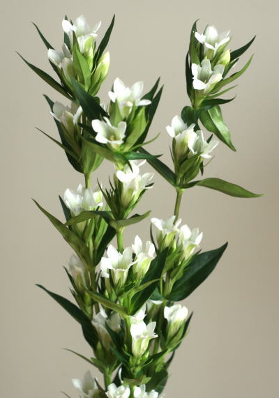 自分が使った花材事典 リンドウ 白 新 花の情報局のblog