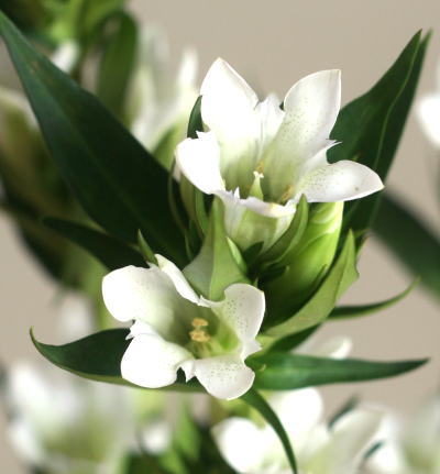 自分が使った花材事典 リンドウ 白 新 花の情報局のblog