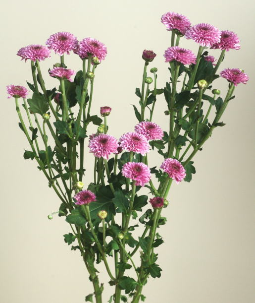 自分が使った花材事典 スプレー菊 ピンク ポンポン咲き 新 花の情報局のblog