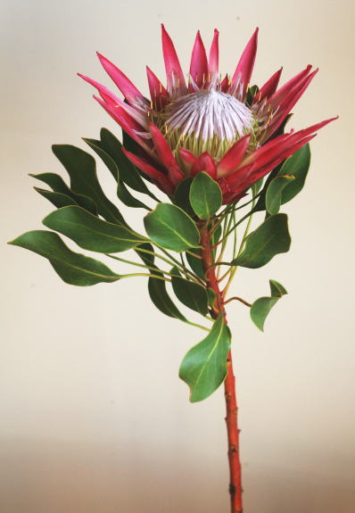 自分が使った花材事典 キングプロテア 新 花の情報局のblog