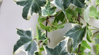 Thumbnail of post image 066