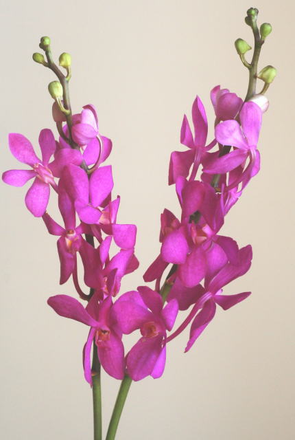 自分が使った花材事典 アランダ ピンク 新 花の情報局のblog