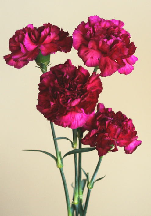 自分が使った花材事典：カーネーション（赤紫） | 新・花の情報局のblog