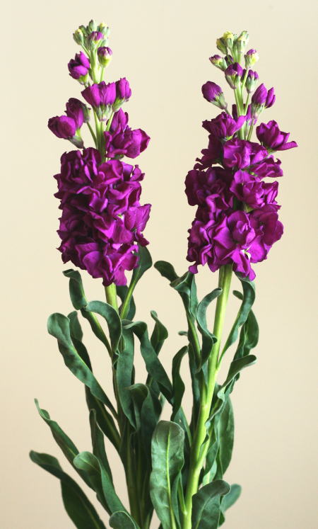 自分が使った花材事典 ストック 紫 新 花の情報局のblog