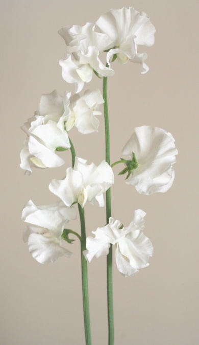 自分が使った花材事典 スイートピー 白 新 花の情報局のblog